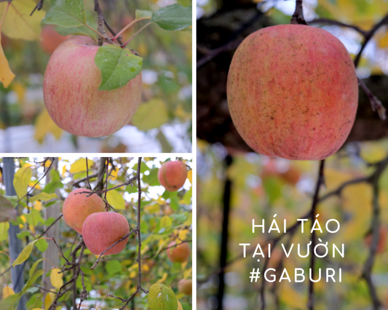 Táo ở vườn Gaburi